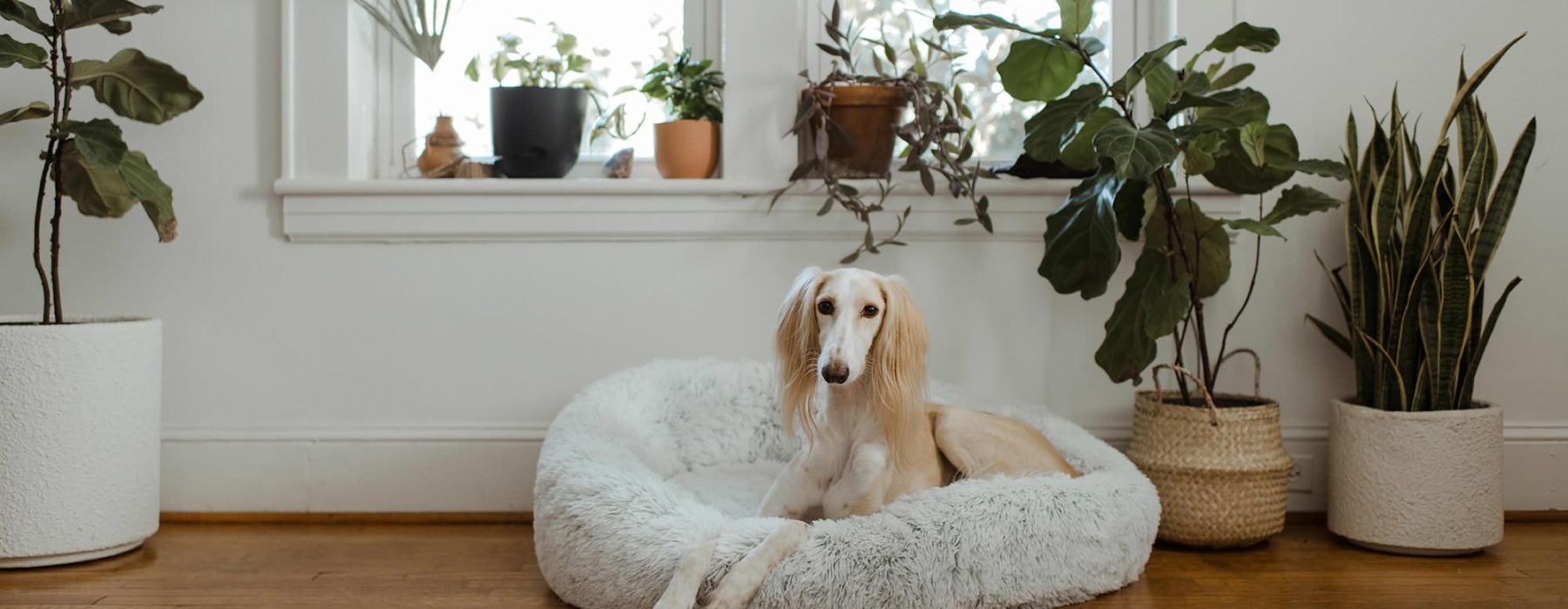large dog sits in its bed under a windowsill full of potted plants